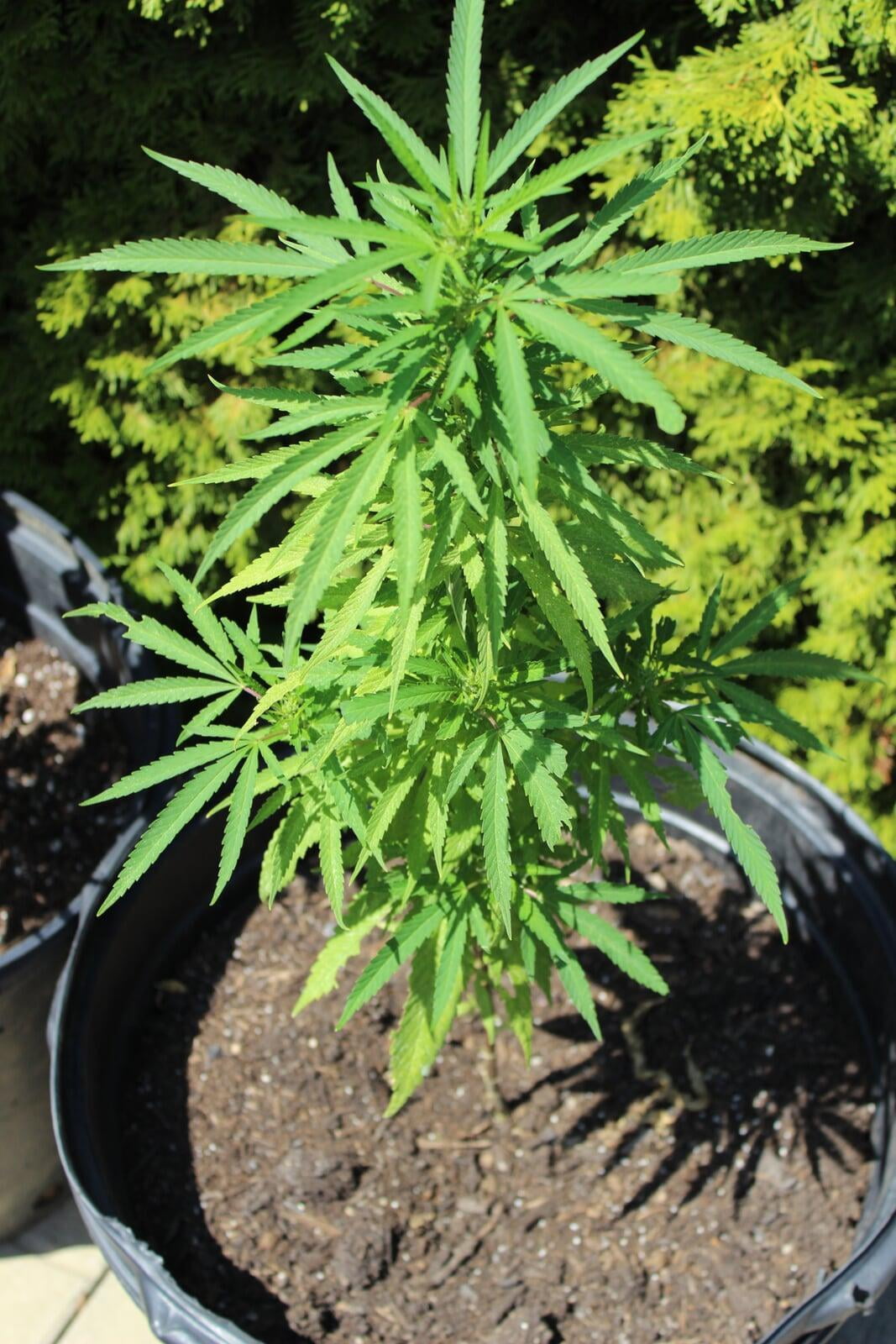 The Devil's Lettuce...explained Carsons Garden and Market